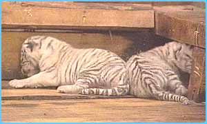 White Tigers are the pride of Alberto Duran Zoo