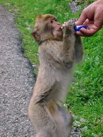 Barbary Apes are the only free living Primates in Europe